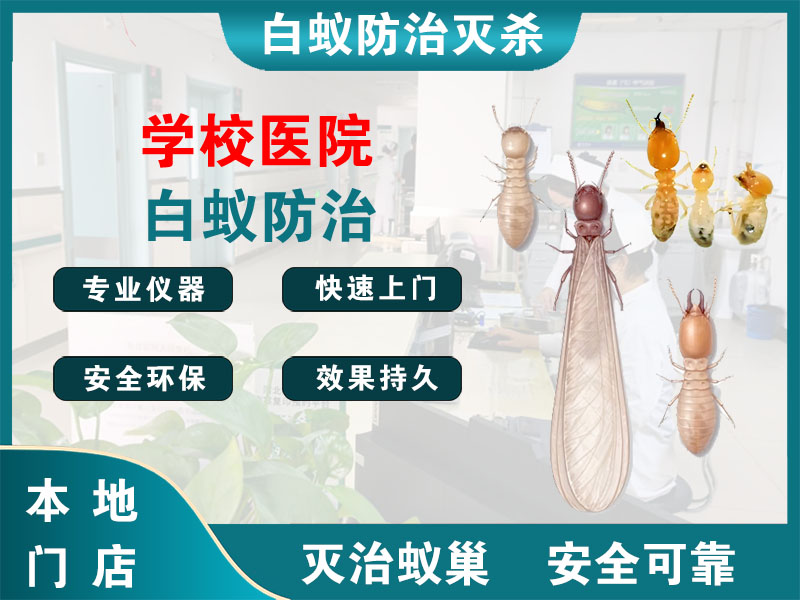 富阳学校医院白蚁防治