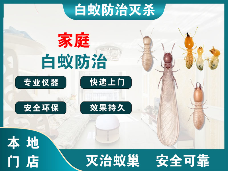 富阳家庭白蚁防治