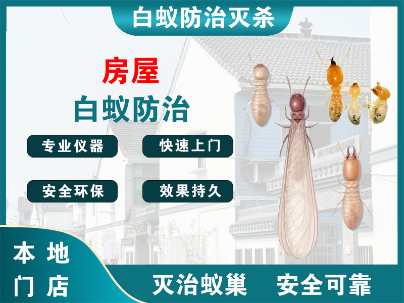 富阳房屋白蚁防治